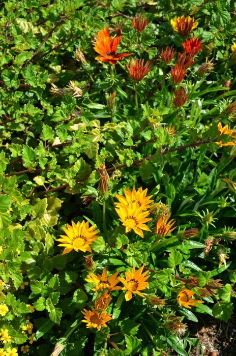 Gazania x splendens 'Daybreak melange'